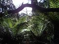 Tree ferns, forests near Sassafras IMGP0931